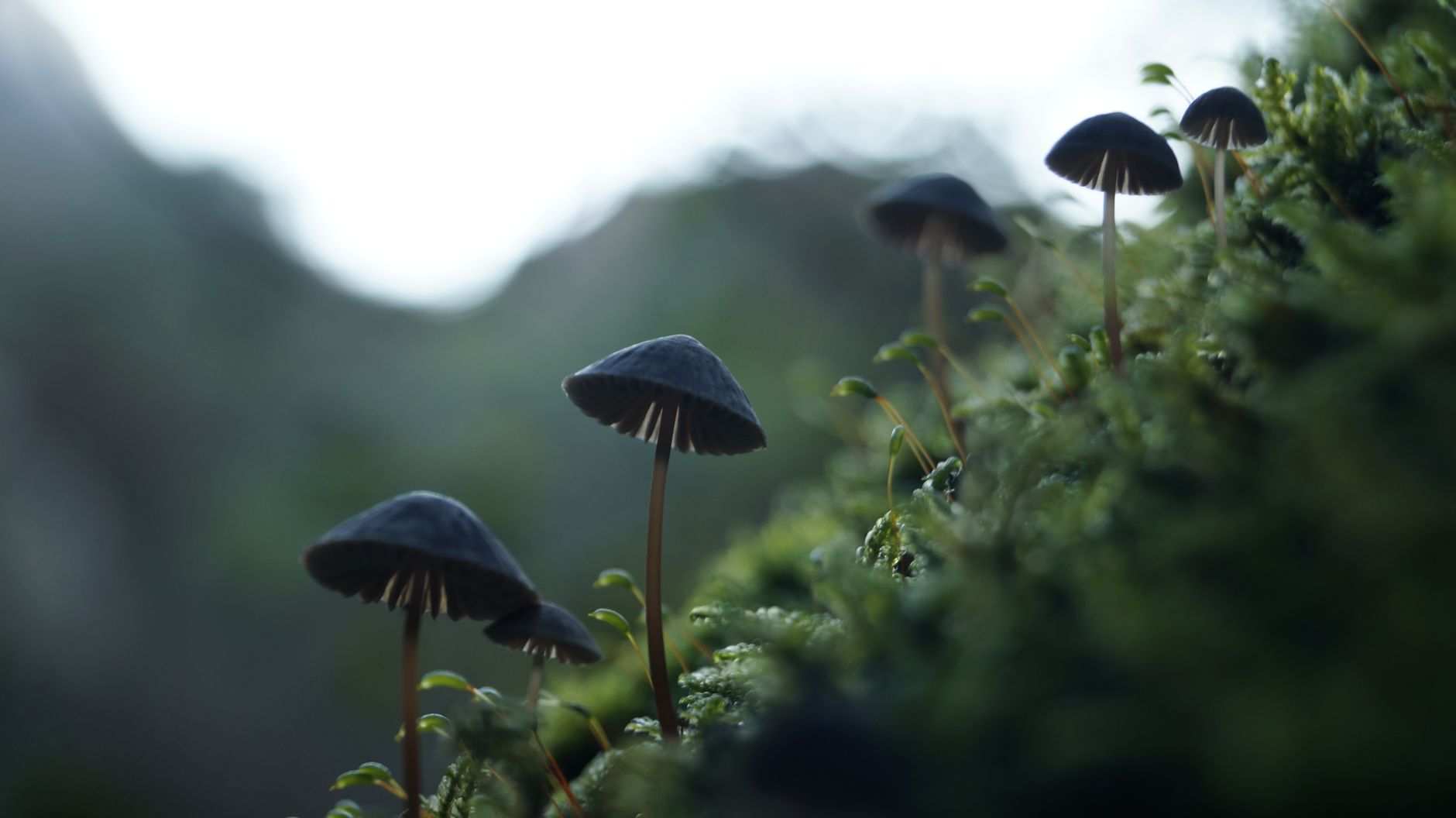 Efficacy and Safety of Psilocybin in Treatment-Resistant Major Depression