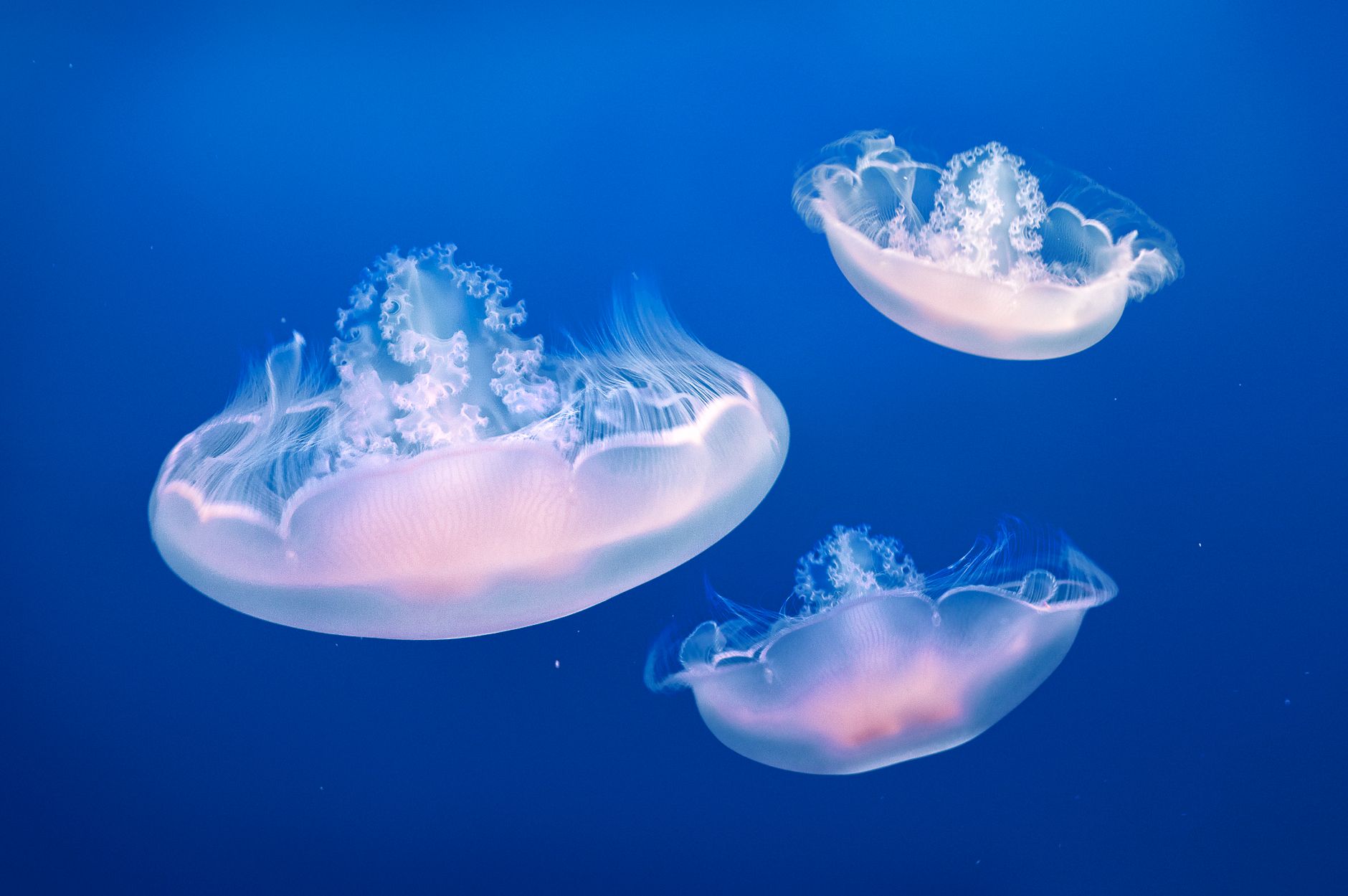 Jellyfish can heal wounds in minutes. Scientists want their secrets