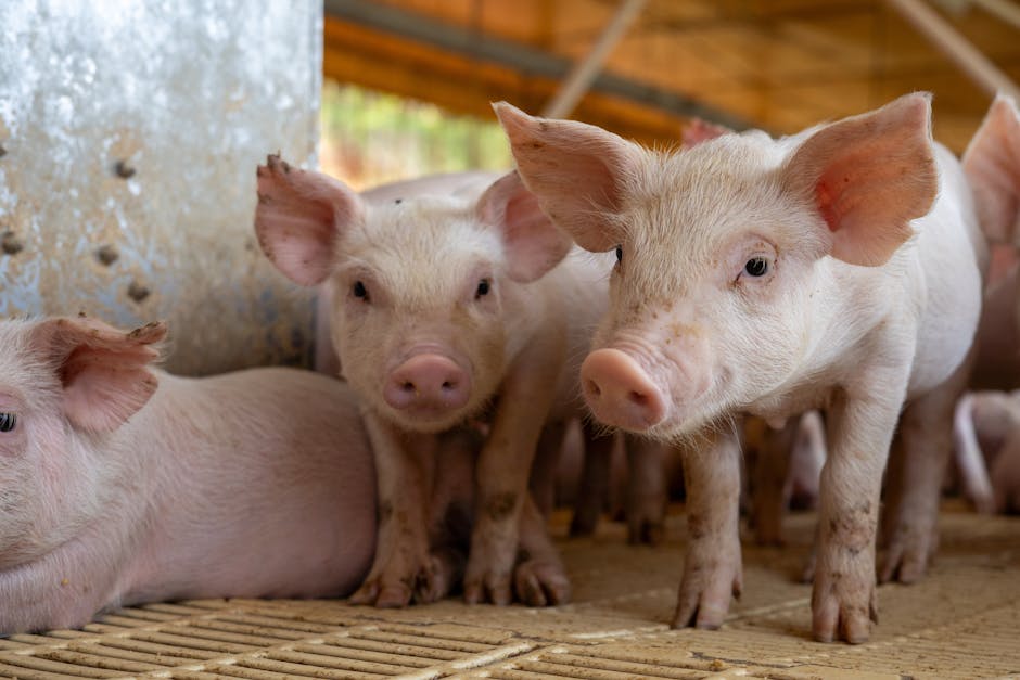 USP cria 1º porco clonado da América Latina para doação de órgãos