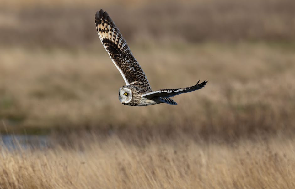 Nocturnal migratory birds follow rhythm of the moon