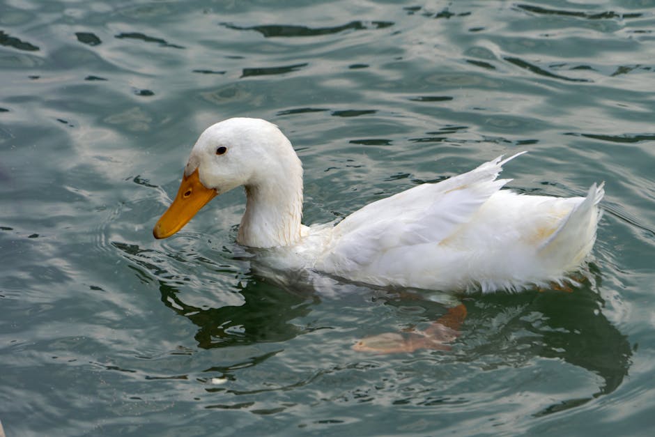 Quack: The DuckDB Client-Server Protocol
