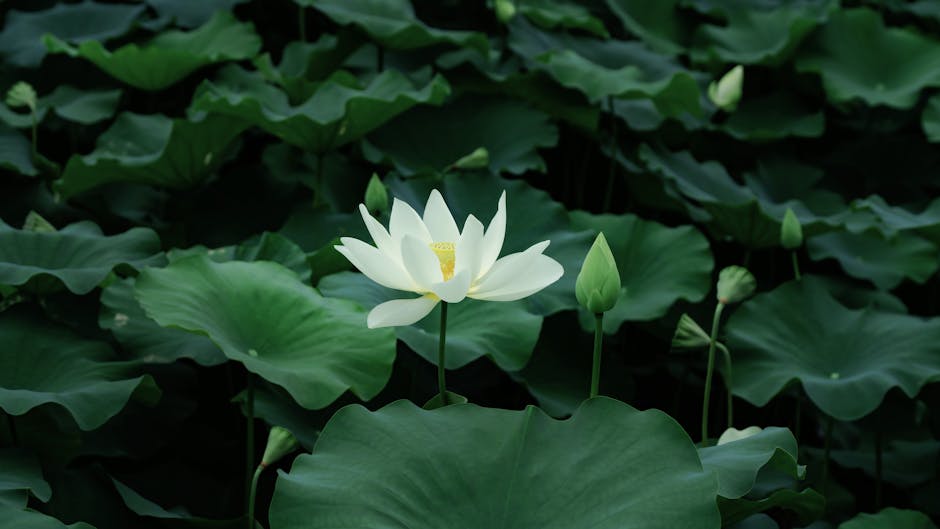 Efeito ‘White Lotus’: Tailândia registra alta de 300% no turismo após série da HBO