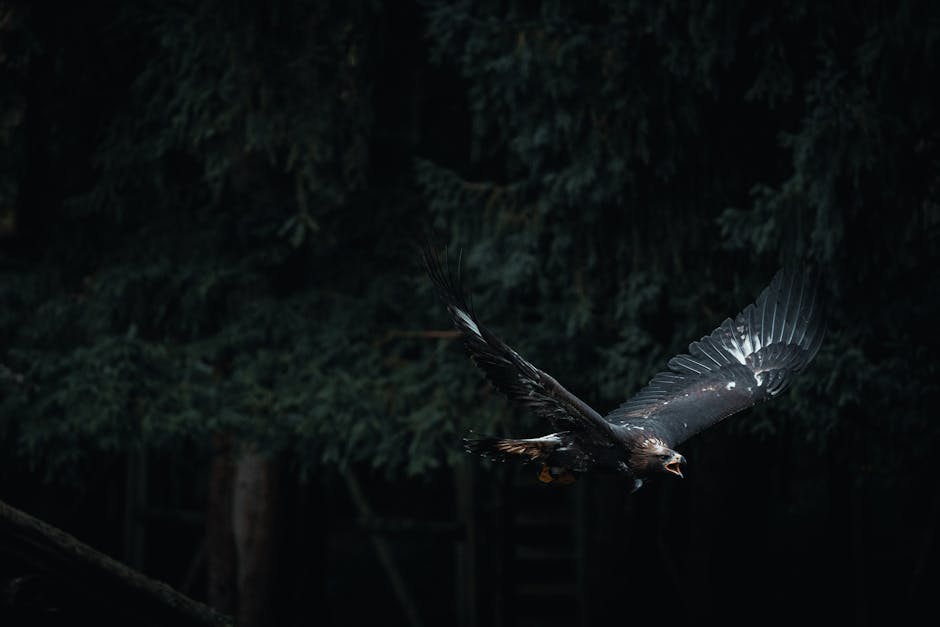 Eagle 3.1: Collaboration Between the EAGLE Team, vLLM Team, and TorchSpec Team