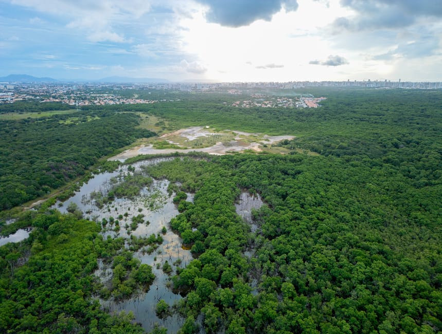 Manguezais da Amazônia podem armazenar até três vezes mais carbono que florestas