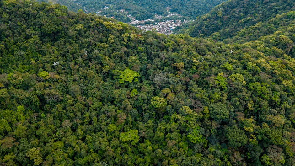 Mata Atlântica paulista bate recorde de fauna enquanto desmatamento cai 29%
