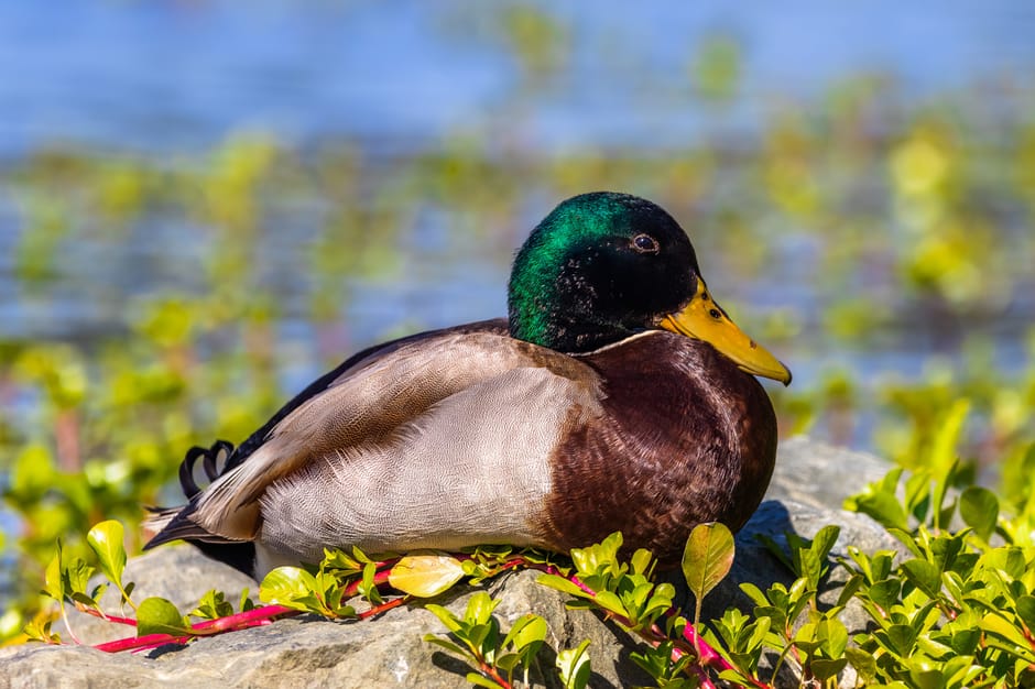 DuckDuckGo makes its 'no-AI' search engine easier to access as its traffic booms