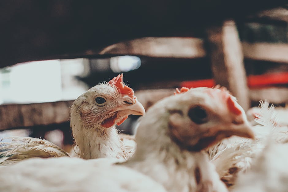 Exportações de frango dos EUA perdem força e ameaçam margens da Tyson Foods