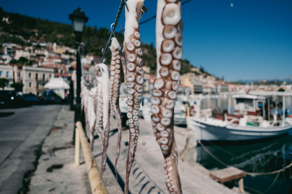 The octopus architecture for AI agents