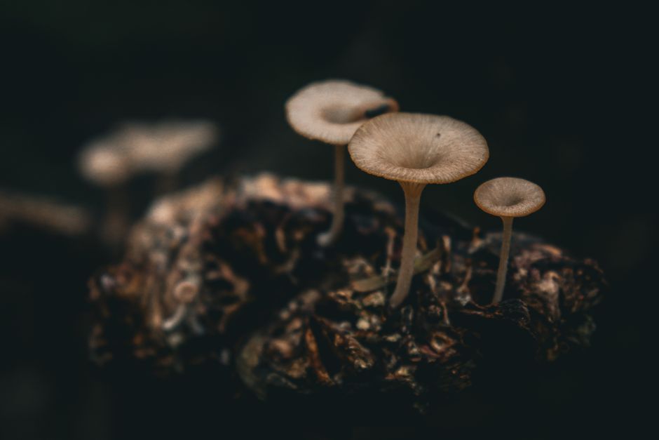 Subterranean fungi networks more than 100 quadrillion km in length