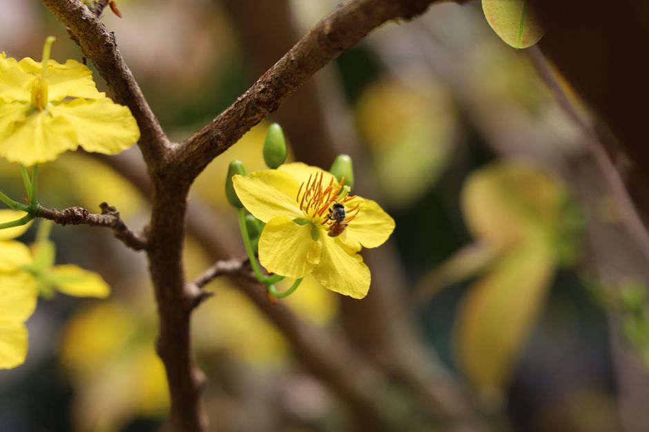 Por que as abelhas tropicais são as mais vulneráveis ao aquecimento global