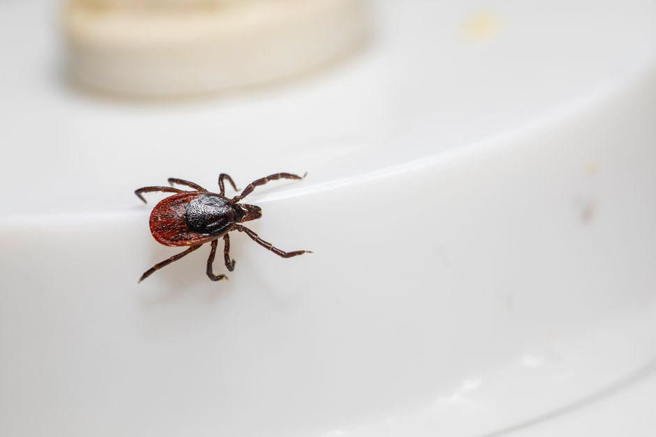 15-minute at-home Lyme disease tick test