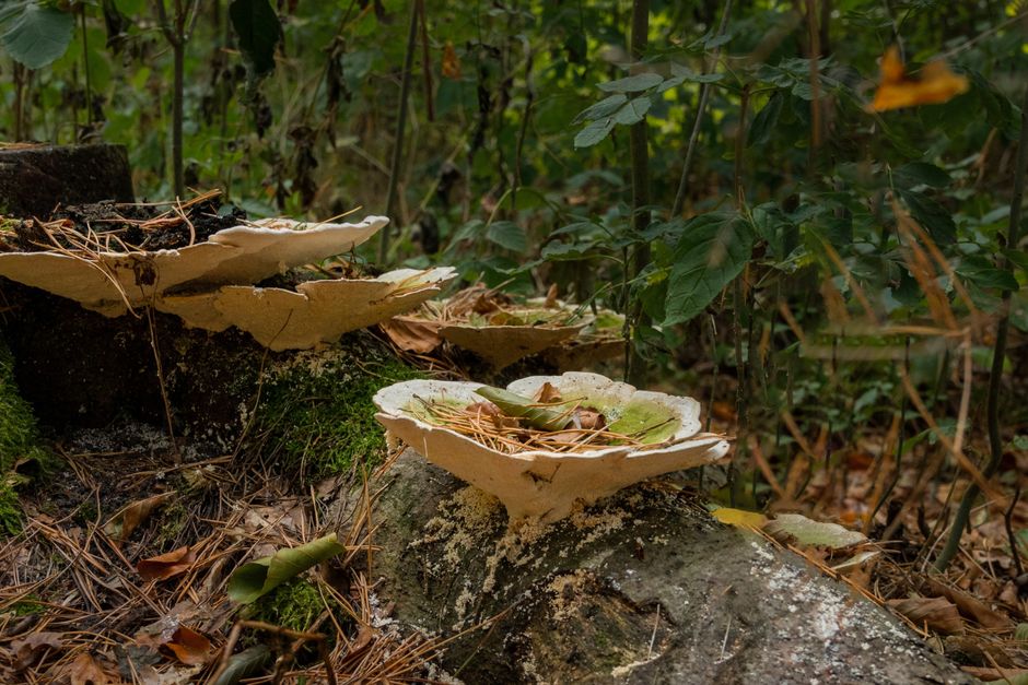 A deadly fungus that can infect cats and people is spreading