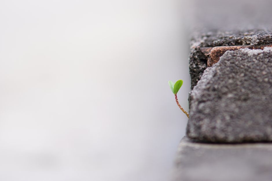 'O único jeito de crescer agora é com lojas menores', diz CEO da Domino's