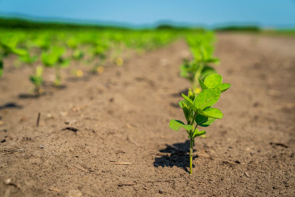 Alta da soja reforça atenção do agronegócio a exportações, demanda e clima global