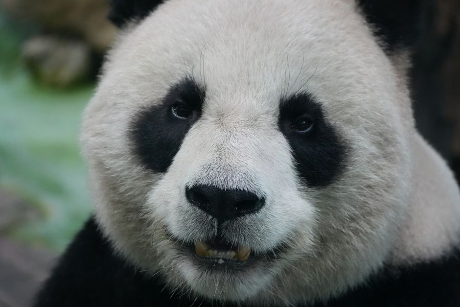 Cientistas chineses criam modelo de embrião humano em laboratório