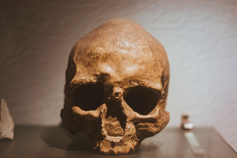 The first early human eggs from stem cells