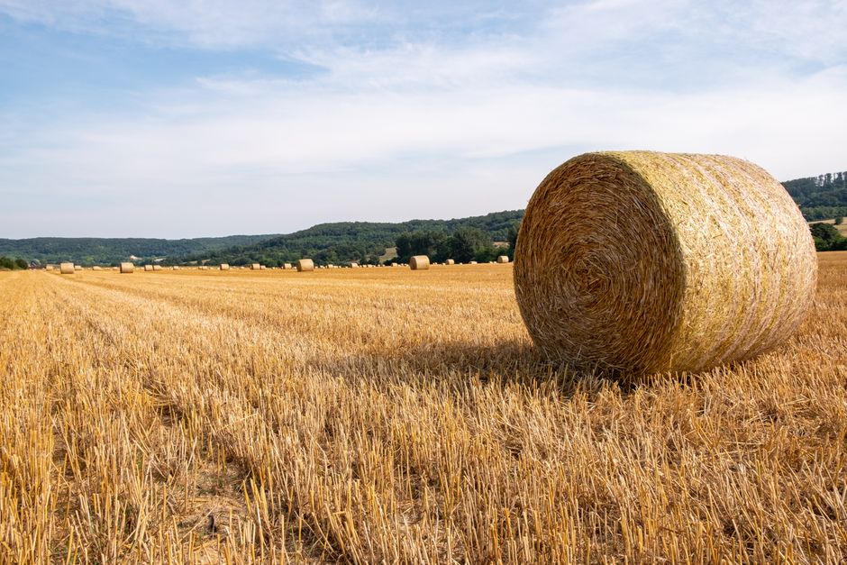 Puxado pelo agro, Brasil pode ganhar duas Suíças em floresta até 2035
