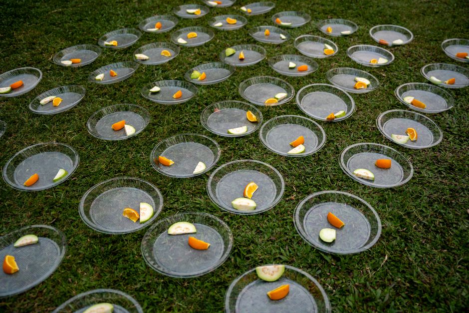 Estudo destaca frutas brasileiras com potencial contra doenças do envelhecimento