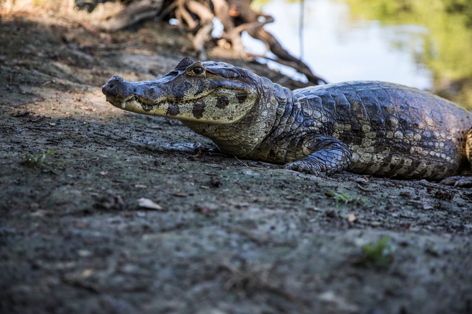Pantanal perdeu até 80% da água superficial em quatro décadas, diz estudo