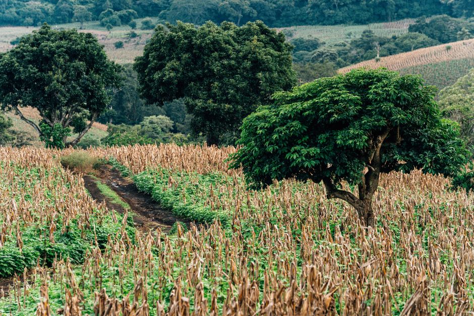 Agricultura regenerativa: o que é e por que sua adoção ainda anda a passos lentos no agronegócio