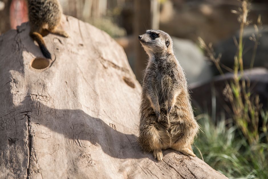 O novo imperativo estratégico: mobilizar capital para o futuro da América Latina