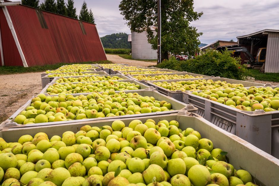 Apple é processada por manter no ar aplicativo falso de criptomoedas