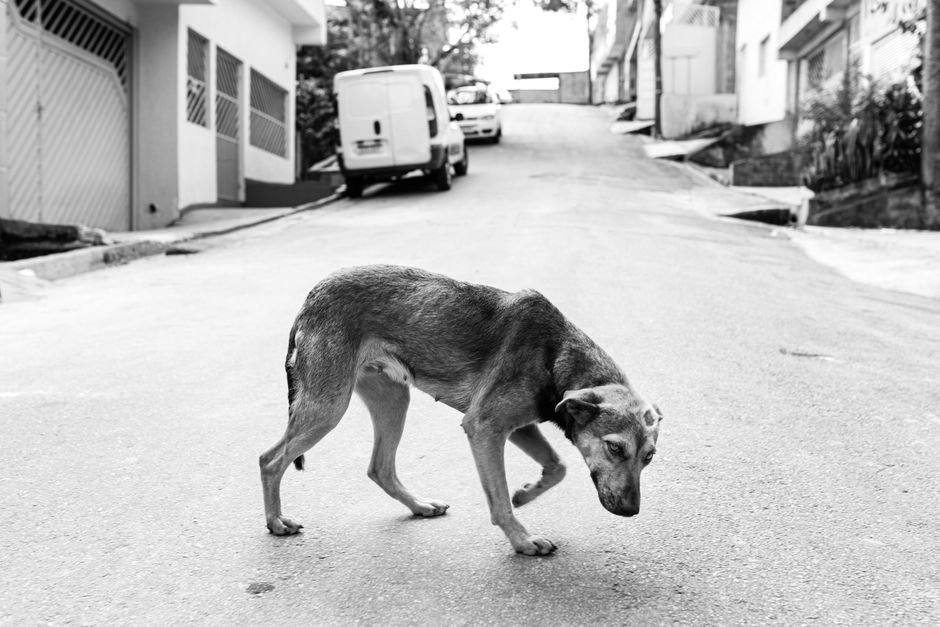 Cães podem viver mais? Estudo testa medicamento contra envelhecimento
