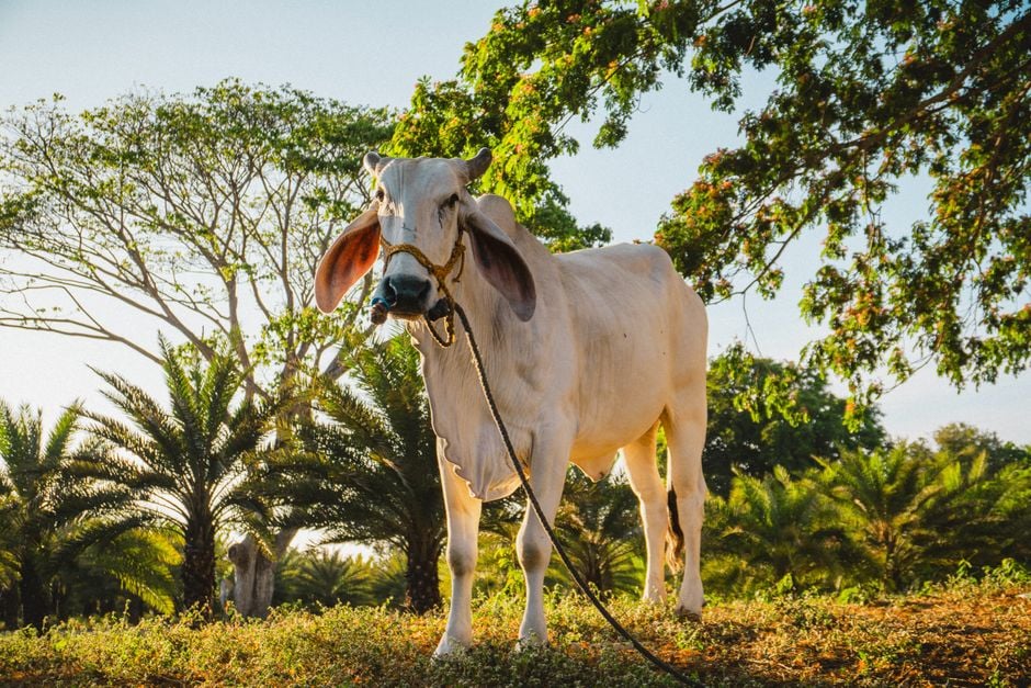 'A Fazenda 18': Thaíde vence Prova de Fogo e ganha poder que pode mudar a 1ª Roça