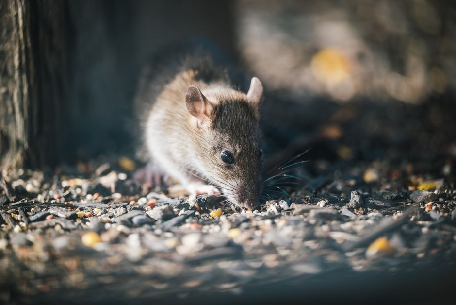 Conheça um rato cujo córtex cerebral é composto por células humanas