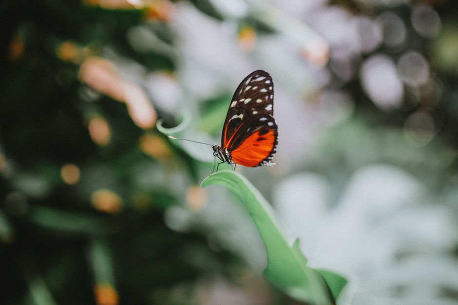 Empresas  de apostas Flutter e Entain alertam para impacto de proibição das bets no Brasil