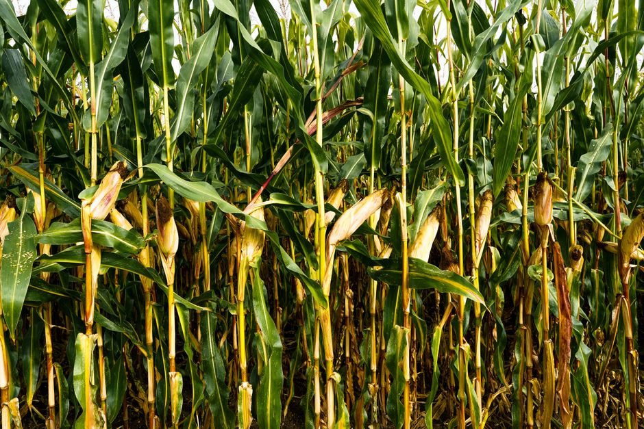 Source Agriventures protocola pedido de IPO no Nasdaq sob o ticker ’SRAV’