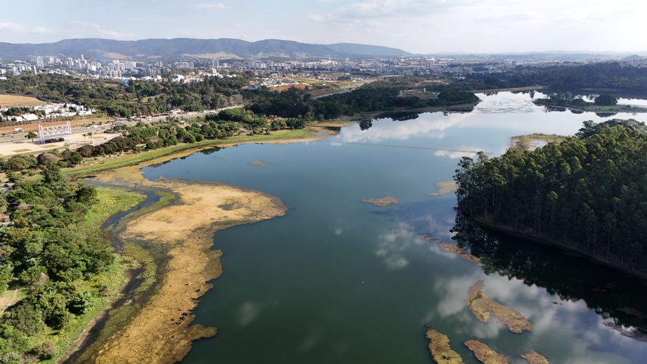 São Paulo conecta conservação de abelhas a políticas de restauração florestal