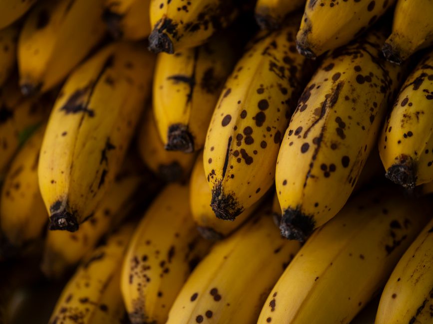 Banana escurece após o corte? Cientistas criam versão que fica amarela por mais tempo